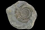Ammonite (Dactylioceras) Fossil - England #127482-1